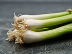 A bunch of Evergreen Bunching onions with white shanks and green tops tied with twine on a dark surface.