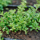 Small Greek oregano plant with vibrant green leaves growing in dark garden soil next to a wooden plant marker.