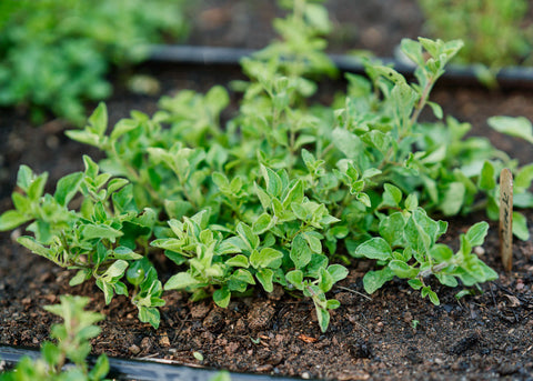 Heirloom Seeds_Oregano_Greek_Bucktown Seed Company_01
