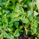 Close-up of vibrant green Greek oregano leaves with fuzzy textures growing in a garden bed.