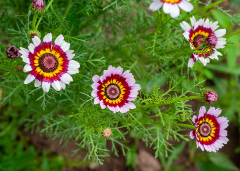 Painted Mix - Daisy Seeds