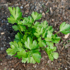 Young Italian Giant parsley plant with vibrant green, flat leaves growing in dark garden soil.