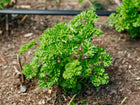 Vibrant green Moss Curled parsley plant growing in dark garden soil with a ruffled, dense leaf texture.