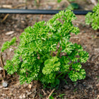 Vibrant green Moss Curled parsley plant growing in dark garden soil with a ruffled, dense leaf texture.