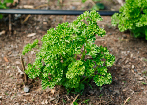 Heirloom Seeds_Parsley_Moss Curled_Bucktown Seed Company_01