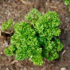 Top-down view of a vibrant green Moss Curled parsley plant growing in dark garden soil.