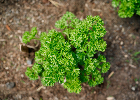 Heirloom Seeds_Parsley_Moss Curled_Bucktown Seed Company_03