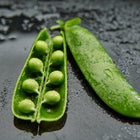 Fresh Laxton’s Progress #9 pea pod split open to reveal bright green peas on a wet, dark surface.