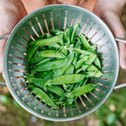 Hands holding a stainless steel colander filled with freshly harvested Laxton’s Progress #9 shelling pea pods.