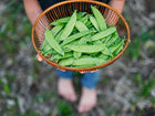 Person holding a round wooden basket filled with freshly harvested green Mammoth Melting Sugar snow pea pods.