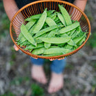 Person holding a round wooden basket filled with freshly harvested green Mammoth Melting Sugar snow pea pods.