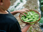Child holding a woven basket filled with freshly harvested green Mammoth Melting Sugar snow pea pods.