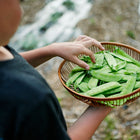 Child holding a woven basket filled with freshly harvested green Mammoth Melting Sugar snow pea pods.