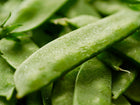 Fresh, vibrant green Mammoth Melting Sugar snow pea pods covered in tiny water droplets.