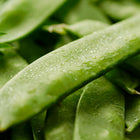 Fresh, vibrant green Mammoth Melting Sugar snow pea pods covered in tiny water droplets.