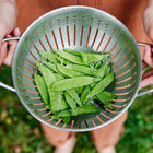 Hands holding a stainless steel colander filled with freshly harvested, bright green Oregon Sugar Pod II snow peas.