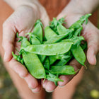 Hands holding a fresh harvest of bright green Oregon Sugar Pod II snow pea pods.
