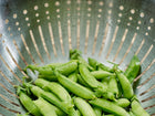 Freshly harvested Sugar Ann snap peas with water droplets in a stainless steel colander.