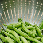 Freshly harvested Sugar Ann snap peas with water droplets in a stainless steel colander.