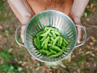 Hands holding a stainless steel colander filled with freshly harvested green Sugar Ann snap pea pods.