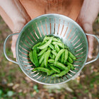 Hands holding a stainless steel colander filled with freshly harvested green Sugar Ann snap pea pods.