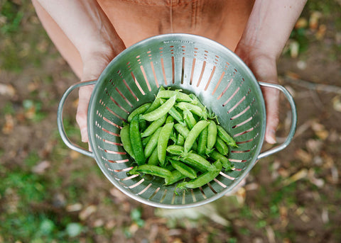 Heirloom Seeds_Peas Sugar Ann_Bucktown Seed Company-02