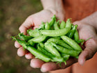Hands cupping a fresh harvest of bright green Sugar Ann snap pea pods.