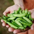 Hands cupping a fresh harvest of bright green Sugar Ann snap pea pods.