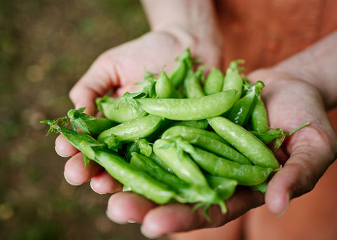 Heirloom Seeds_Peas Sugar Ann_Bucktown Seed Company-03