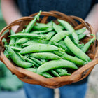 A person holding a woven basket filled with freshly harvested, bright green Sugar Daddy snap pea pods.