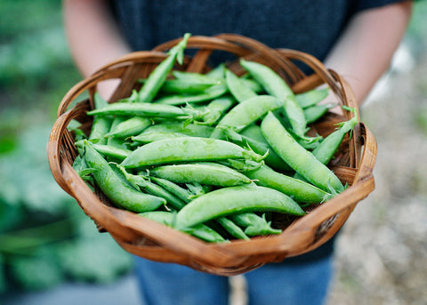Heirloom Seeds_Sugar Daddy Pea Seeds_Bucktown Seed Company-01