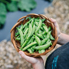 Hands holding a woven basket filled with freshly harvested green Sugar Daddy snap pea pods.