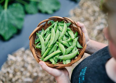 Heirloom Seeds_Sugar Daddy Pea Seeds_Bucktown Seed Company-04