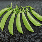 Fresh, green Sugar Snap pea pods arranged in a fan shape on a textured black surface.