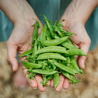 Hands holding a fresh harvest of bright green, plump Sugar Snap pea pods.