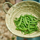 Freshly harvested Sugar Snap pea pods in a round, woven seagrass basket held by a person.