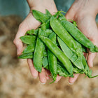 Hands holding a fresh harvest of bright green Tall Telephone shelling pea pods.