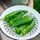 Freshly harvested green Anaheim peppers in a white decorative enamel colander held by a gardener.