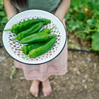 Person holding a white enamel colander filled with freshly harvested green Anaheim peppers in a garden.