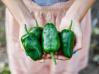 Hands holding a harvest of fresh, dark green Poblano peppers with heart-shaped, thick-walled skins.