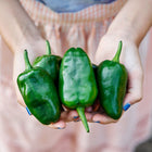Hands holding a harvest of fresh, dark green Poblano peppers with heart-shaped, thick-walled skins.
