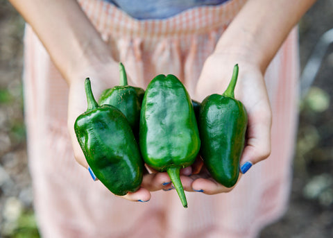 Heirloom Seeds_Pepper Ancho_Bucktown Seed Company-01