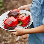 Person holding a white enamel colander filled with three ripe, red California Wonder bell peppers.