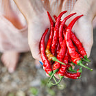 Hands holding a fresh harvest of bright red, slender Cayenne Long Slim hot peppers in a garden.