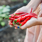 Hands holding a fresh harvest of slender, bright red Cayenne Long Slim hot peppers in a garden setting.