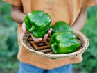 Hands holding a woven basket filled with three large, glossy green Emerald Giant bell peppers.