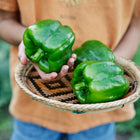 Hands holding a woven basket filled with three large, glossy green Emerald Giant bell peppers.