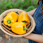Person holding a woven basket filled with three bright yellow Golden Cal Wonder bell peppers.