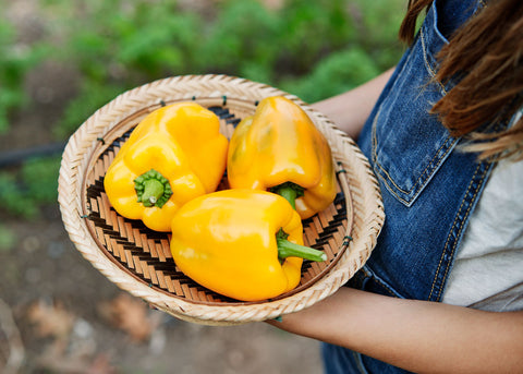 Heirloom Seeds_Pepper Golden California Wonder_Bucktown Seed Company-05