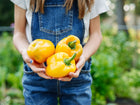 Person in denim overalls holding three freshly harvested, blocky Golden Cal Wonder yellow bell peppers.